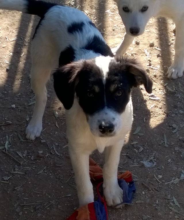 Lola Tierhilfe pro Hund aktiv e.V. Tierschutz Griechenland