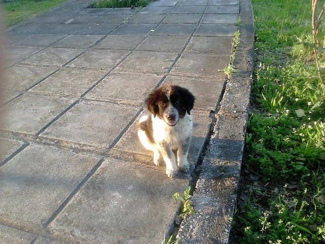 LEXI Tierhilfe pro Hund aktiv e.V. Tierschutz Griechenland