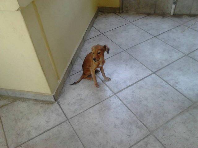 CUCKI Tierhilfe pro Hund aktiv e.V. Tierschutz Griechenland