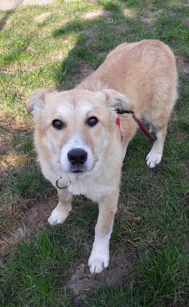 NELLIE Tierhilfe pro Hund aktiv e.V. Tierschutz Griechenland