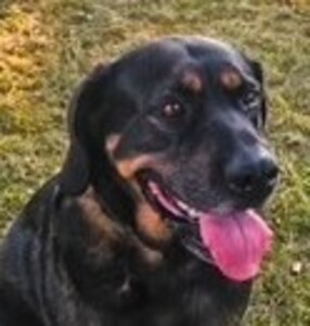 Hund1_1059990_thumb